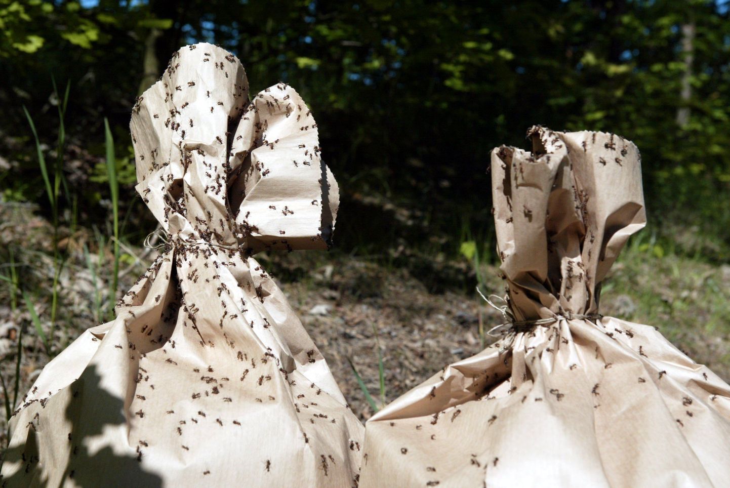 Suutesse kottidesse on tõstetud sipelgapesa, et see ebasobivast kohast paremasse ümber kolida.