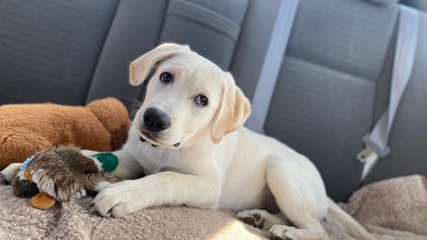 Pet safety in cars: An unsecured animal can endanger itself and others