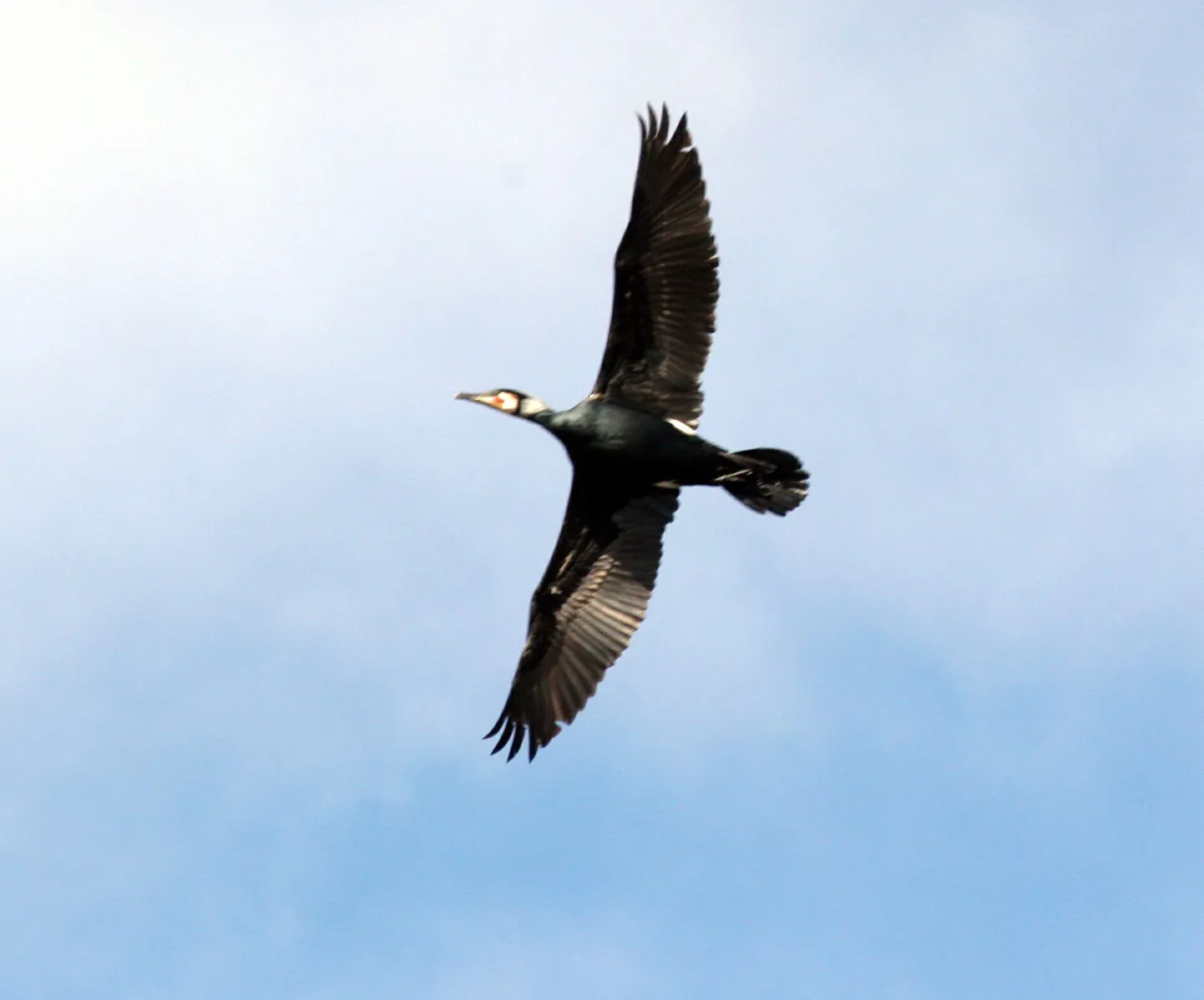 Kormoran.