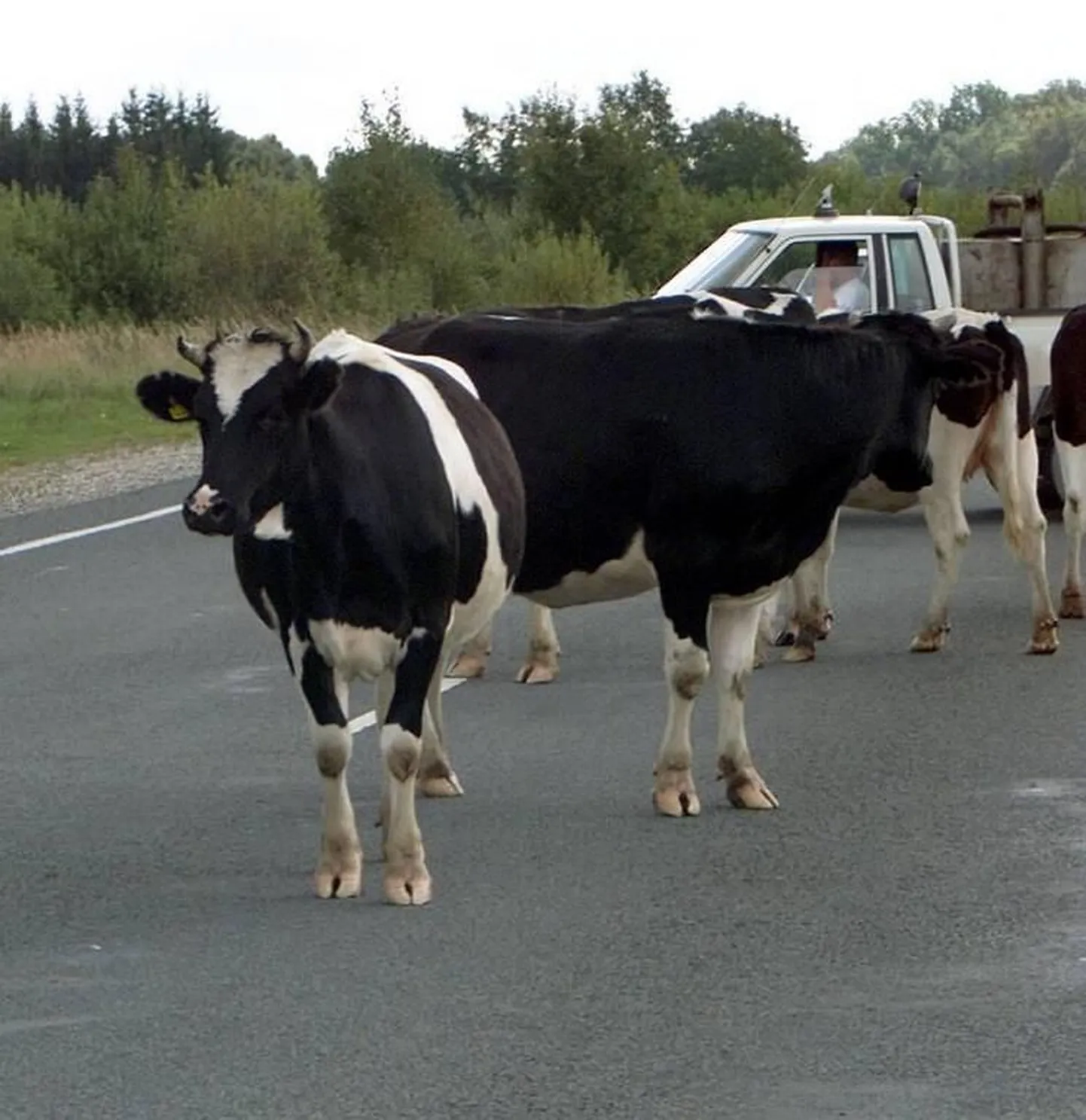 Lehmad teel. Foto on illustreeriv.