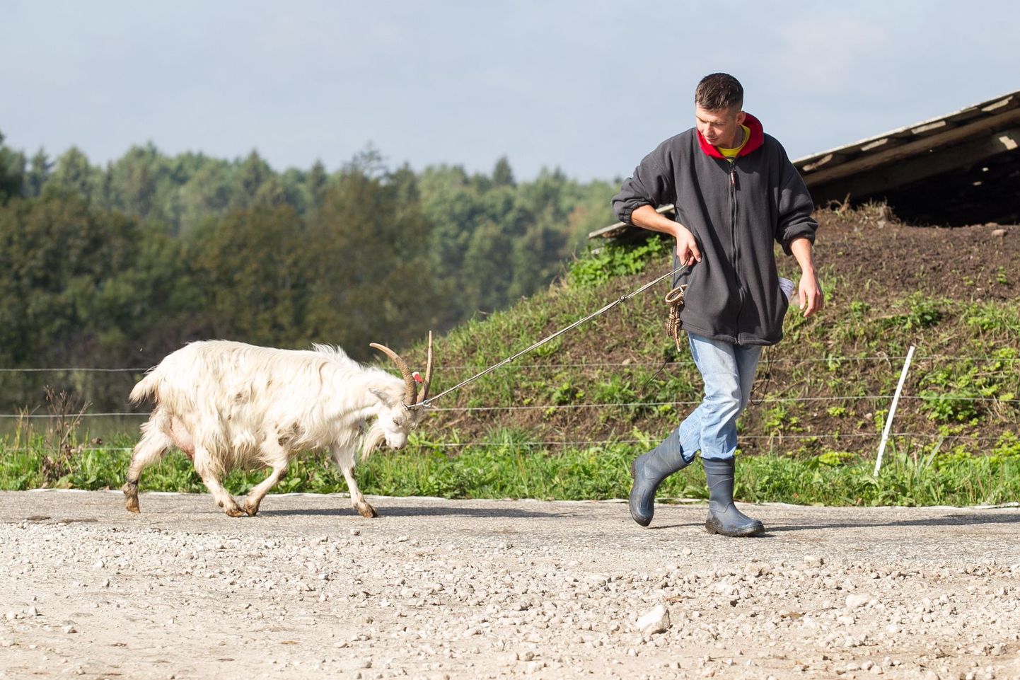Мартин Репинский планирует посвятить себя строительству в Куремяэ гигантской фермы на 10000 коз и сыроварни.