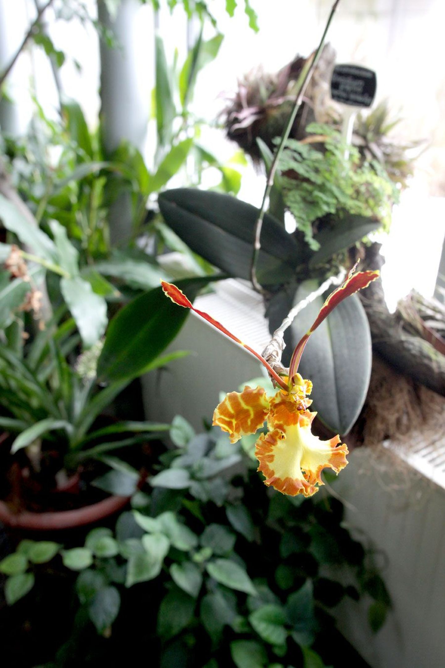 Botaanikaaias õitseb pidevalt ja toredalt liblikkäpp. Ka kodudes silma rõõmustavad orhideed võib viia kaunite käpaliste võistlusele.