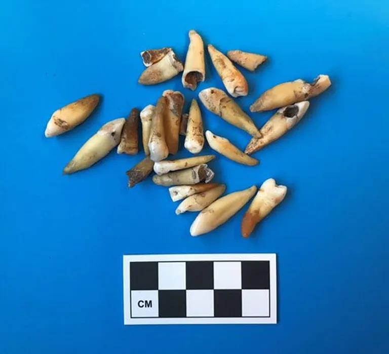 Austraalia Melbourne'i metroo rajamisel leitud hambad