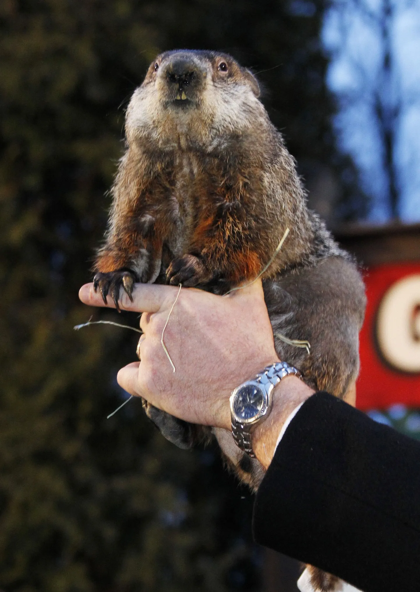 Kuulus metsümiseja Punxsutawney Phil enne ennustust