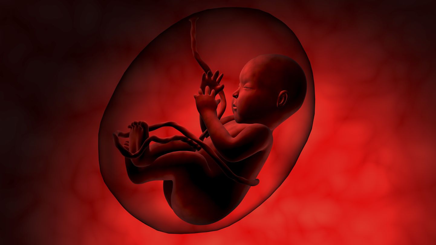 Human fetus inside amniotic sac.