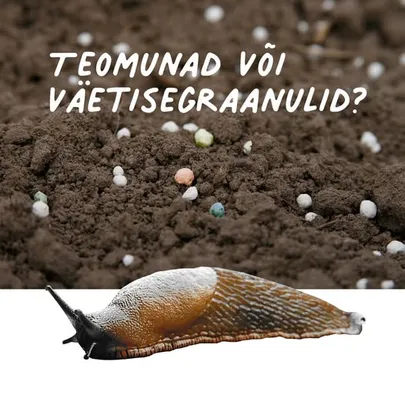 Importistikutega oleme saanud aedadesse ka importkahjurid, millest kurikuulsaim on ehk Lusitaania teetigu, kelle mune väetisegraanulitega sageli sassi aetakse. Rusikareegel: teomunad on ühesuurused, hulgakesi koos ja ei purune krõpsatusega.