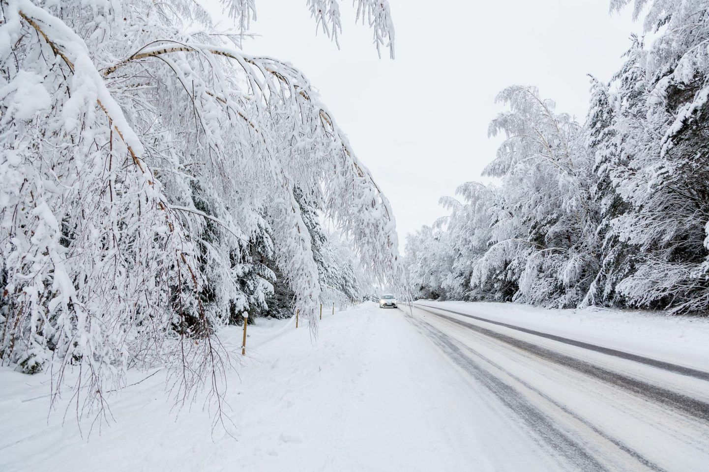 Lumine sõidutee Hargla külas Valgamaal. Puud on lume raskusega vajunud tee kohale ning võivad möödumisel ohtlikud olla.