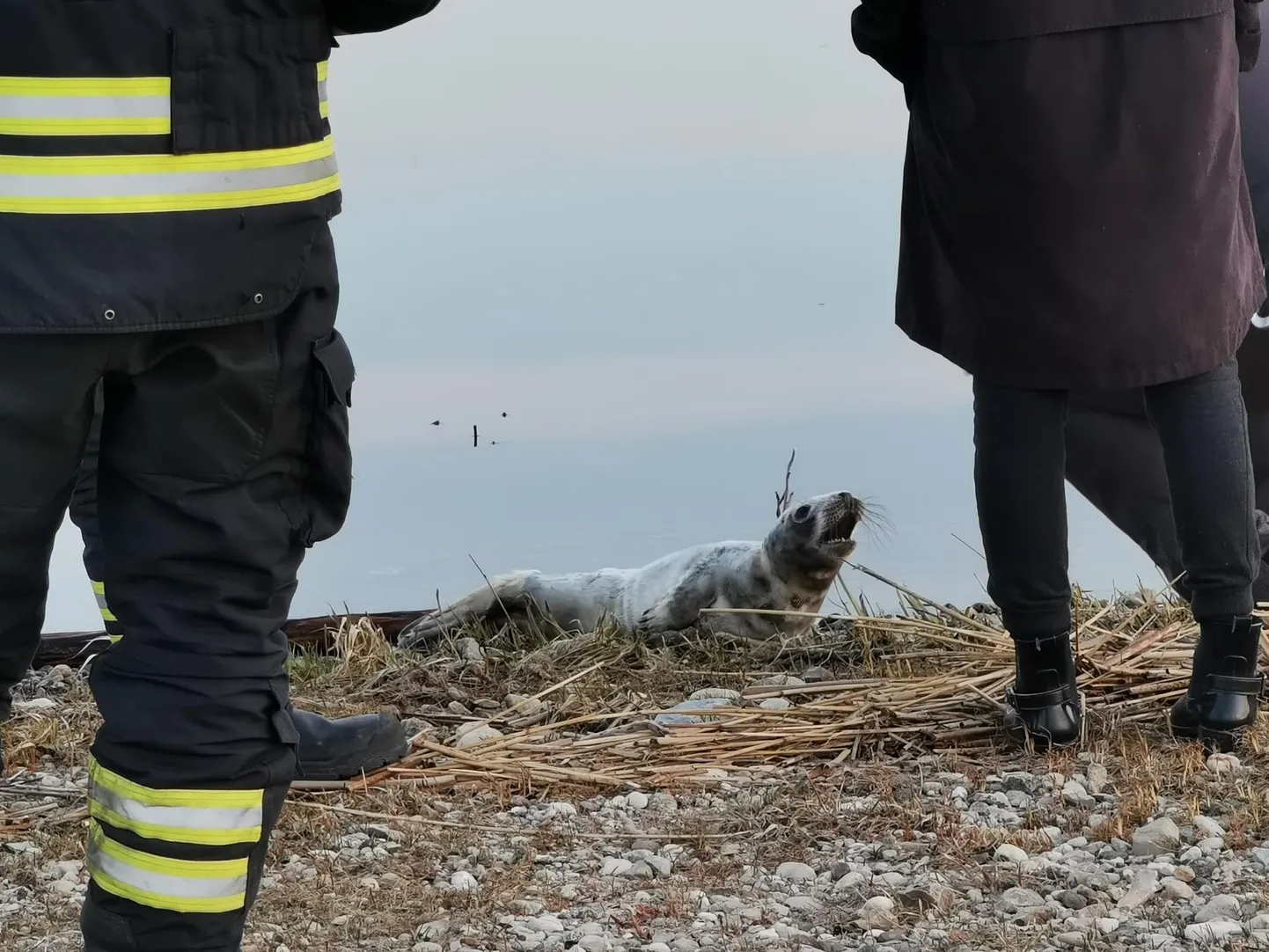 Päästjad teavitasid loomast keskkonnainspektsiooni.