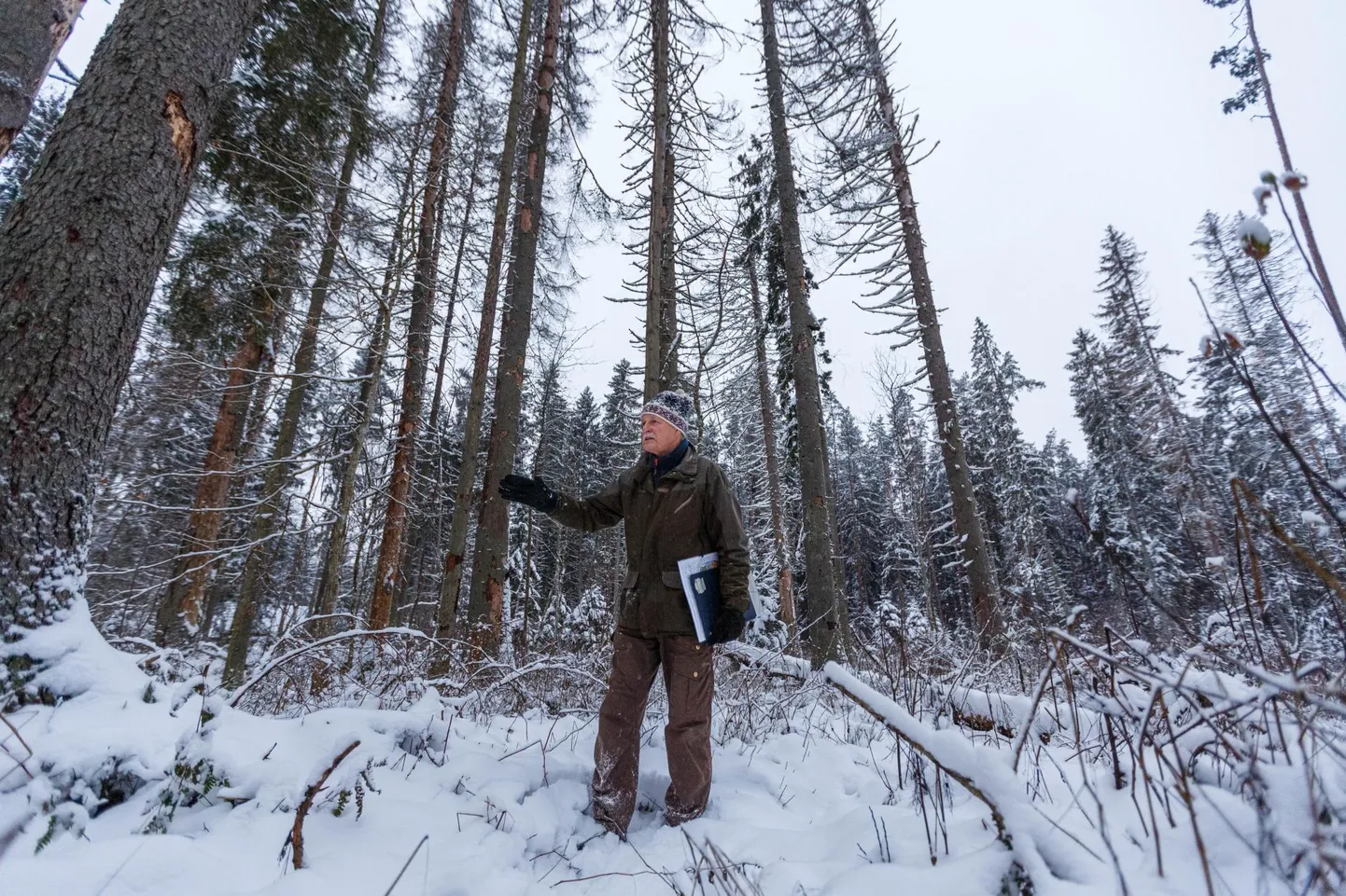 Antsla Kasumetsas on üraskid teinud viimastel aastatel eakamate kuuskede kallal sisuliselt puhta töö. Et need inimestele selga ei kukuks ning uus mets saaks hakata peale kasvama, tehakse metsaülem Agu Palo sõnul ka lageraiet.