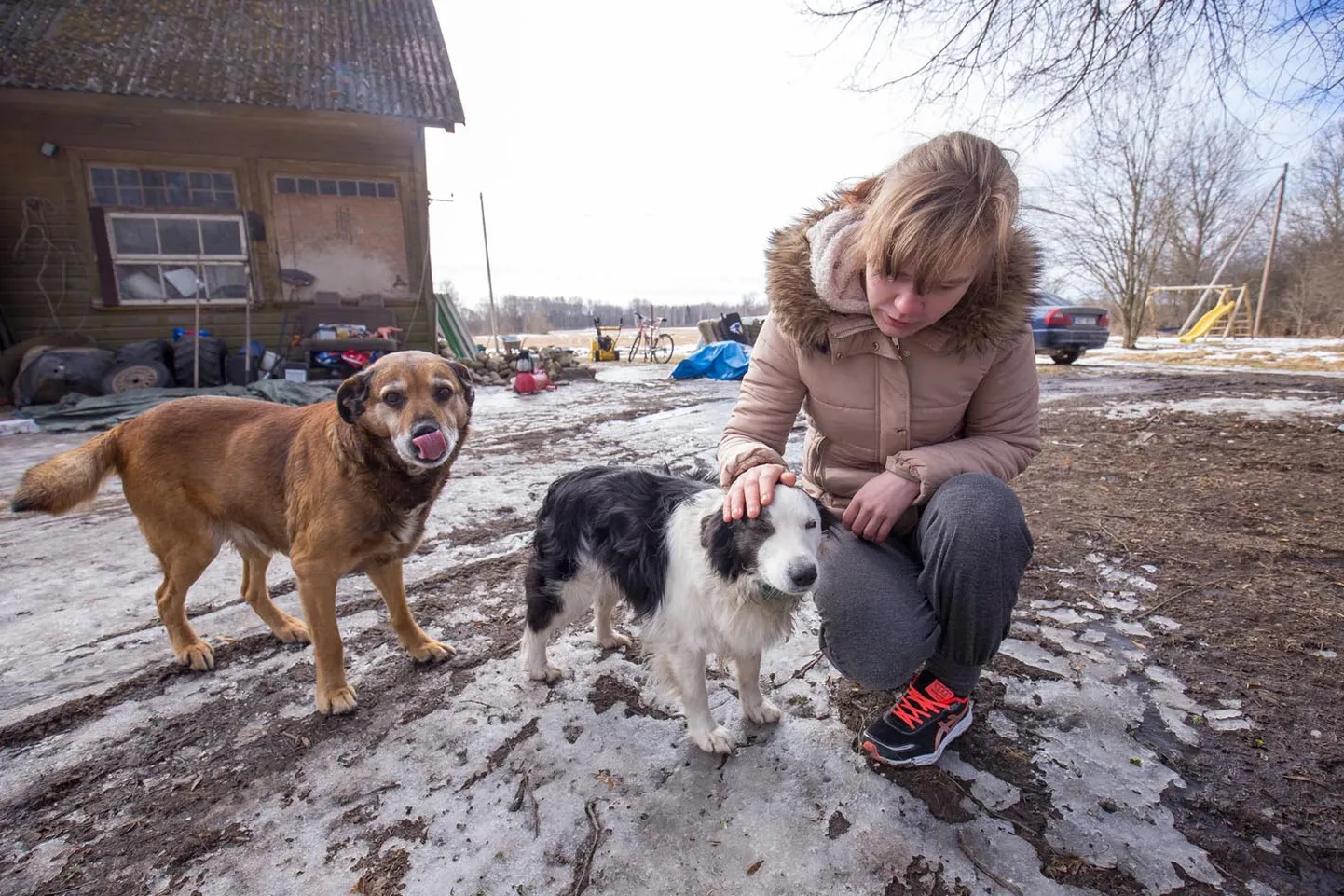 Uue-Linna talu perenaine Kairi Roosipuu pole hundirünnakust napilt eluga pääsenud Ruudile paide tegemisega kitsi, sest koer on siiani vahejuhtumist ehmunud. Lohutust pakuvad semule ka teised talu koerad.