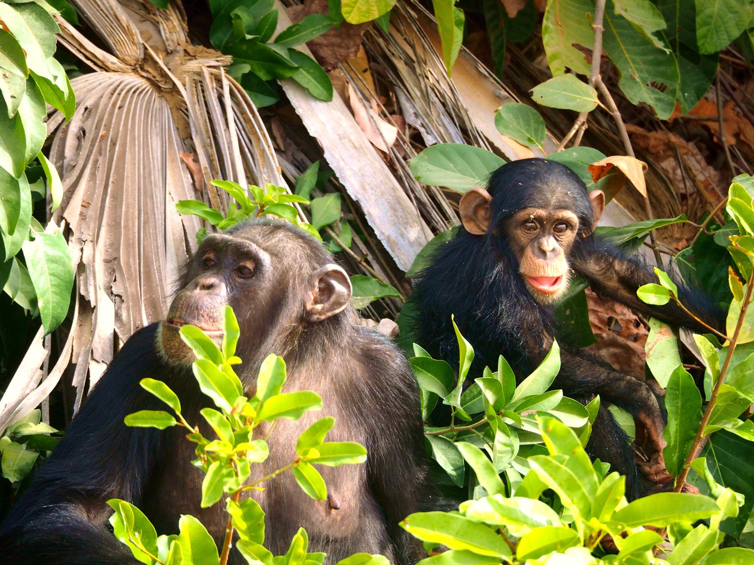 Asjaolu, et mõned ahvid suudavad kõige keerulisemaid mõistatusi lahendada, viitab, et pärisime süntaksi töötlemise võime viimaselt esivanemalt, keda me šimpansidega jagasime. Pilt on illustreeriv.