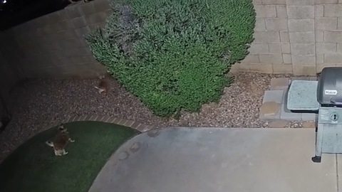 VIDEO ⟩ Arizonā divas čivavas izglābj šicū no koijota