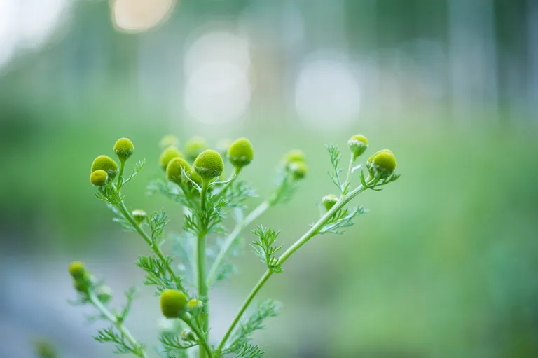 Lõhnav kummel ehk ubinhein (Matricaria discoidea).