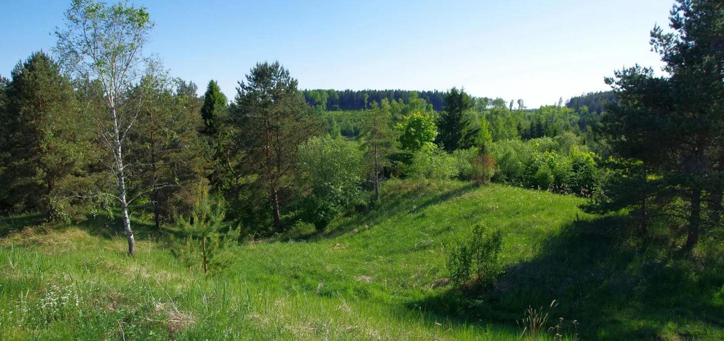 Ökosüsteemidel on pikk mälu: muistsed asulakohad võivad olla taimestiku poolest liigirikkamad kui muud paigad. Pildil Saadjärve linnamägi. FOTO: Ilme Parik, Wikipeedia