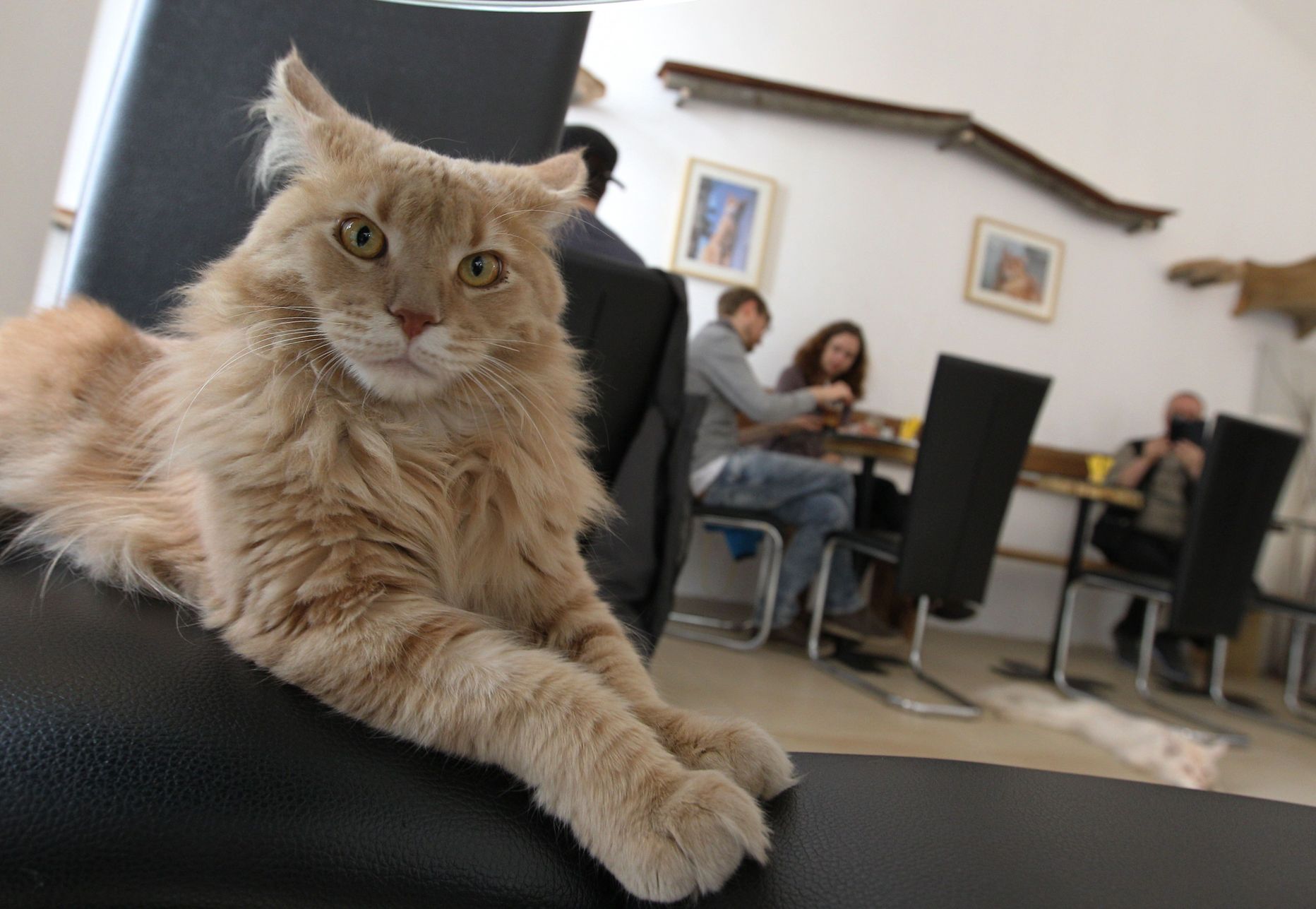 Kass istub Viinis avatud «kassikohvikus» Cafe Neko.