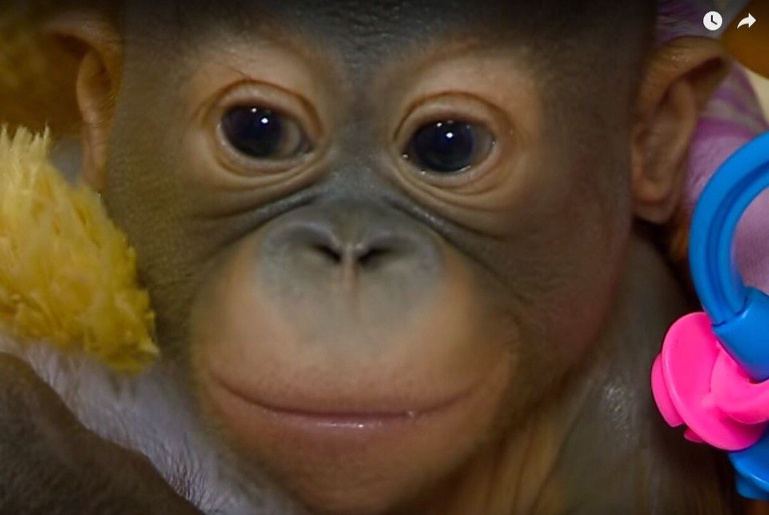 Новорожденный орангутанг. Скриншот видео.