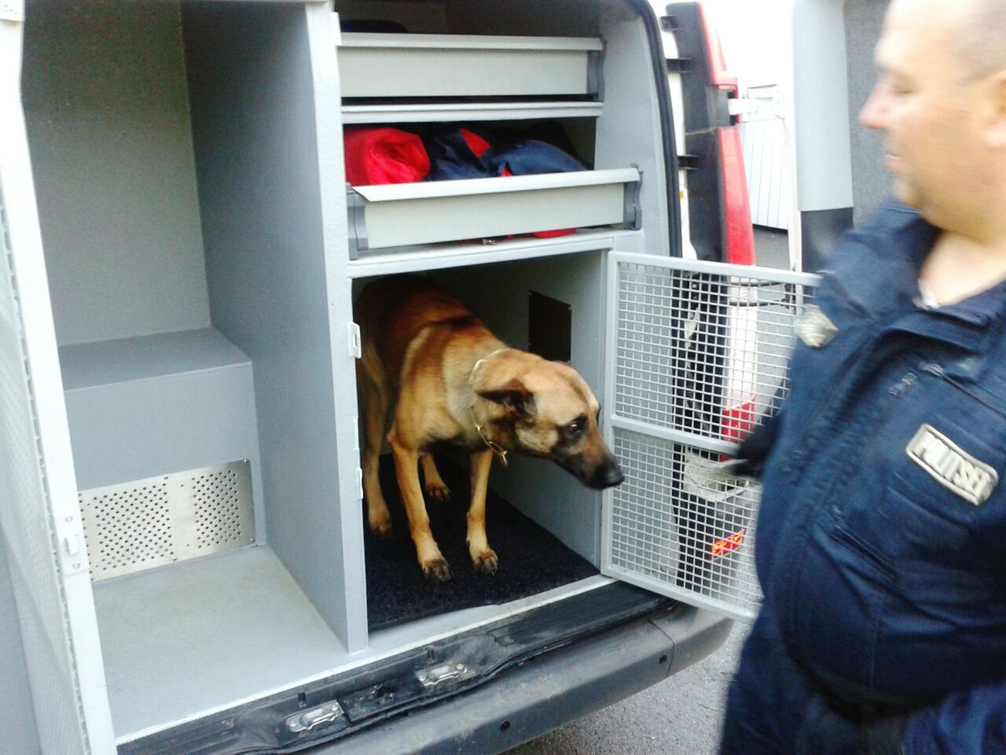 Belgia lambakoer Nacho vupsab meelsasti politsei väikebussi koerapuurist välja. Seda mõistagi ainult peremehe, vanemkoerajuhi Raul Bambergi korraldusel.