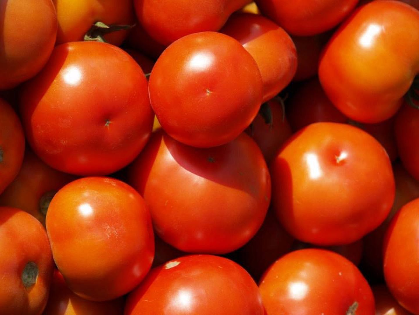 Kooli-Jaani talus on tomatihooaeg alanud.