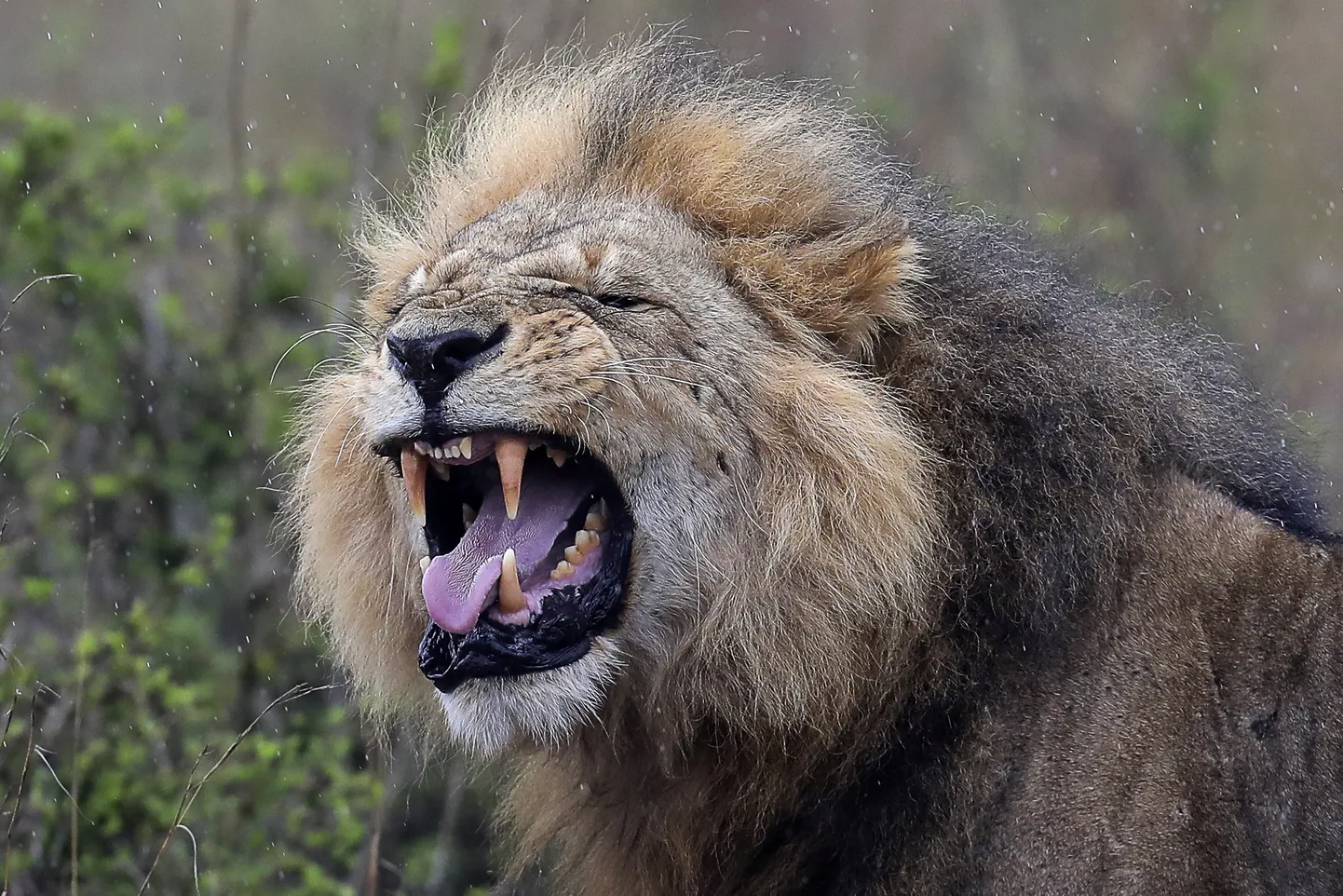 Lõvi Nairobi rahvuspargis Keenias 2. detsembril 2021. a.