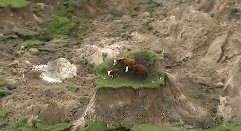 Uus-Meremaal jäid maavärina tõttu lehmad lõksu / Scanpix