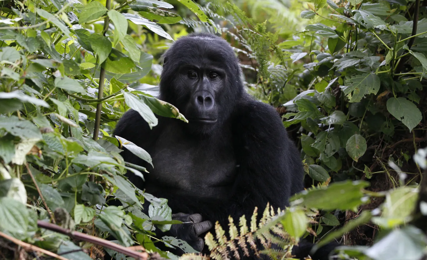 Uganda mägigorilla