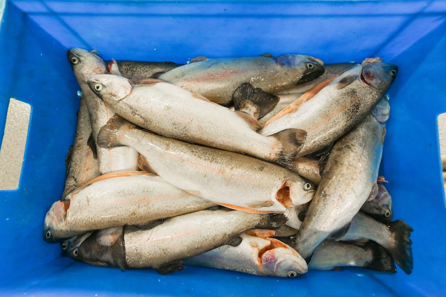 Kalad, kes on haigestunud IHN-i, tuleb hukata, kuid nad kõlbavad inimtoiduks. Foto on illustratiivne.