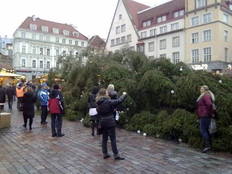 2011. aastal Raekoja platsil ümber kukkunud kuusk oli Saksamaa jõulupuust ligi kümme meetrit pikem ehk 24-meetri kõrgune.
