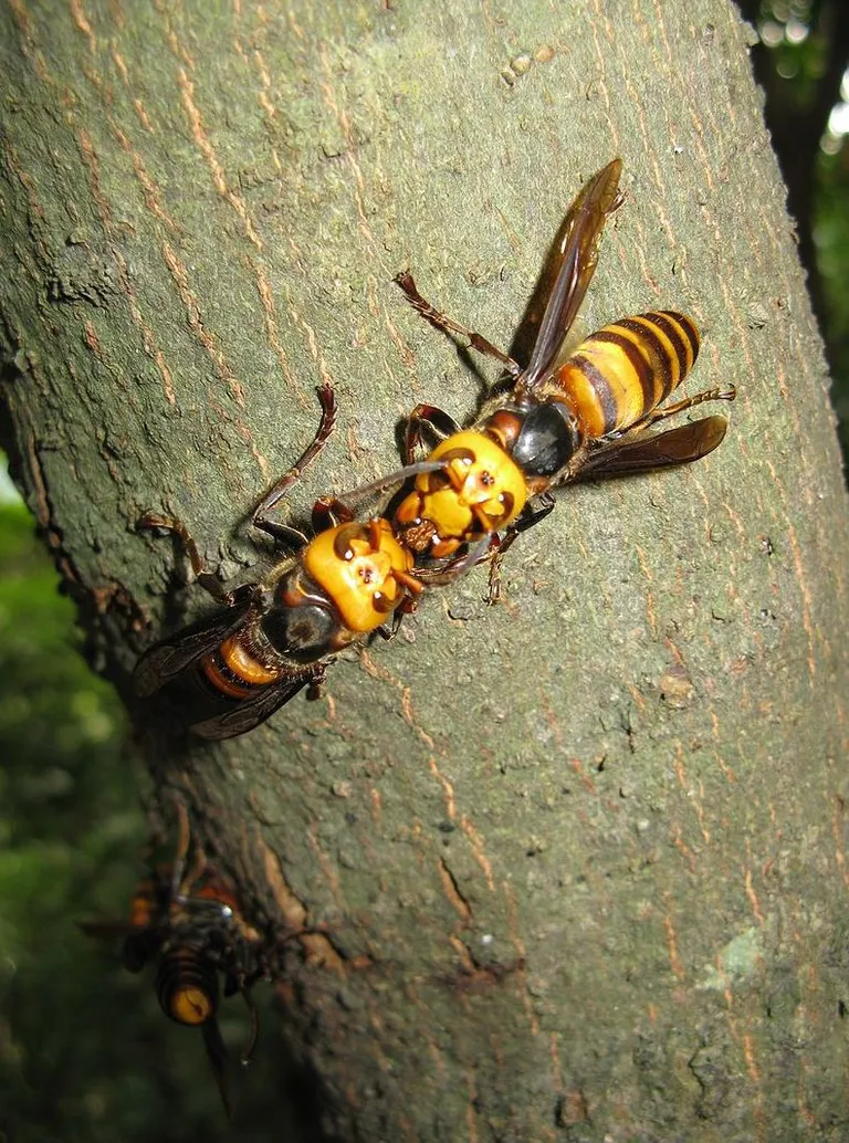 Vespa mandarinia japonica / wikipedia.org