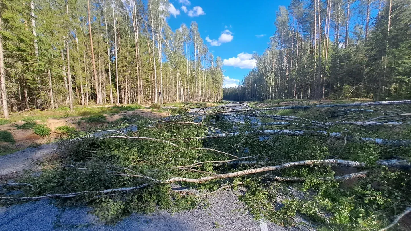 Сломанные деревья на дорогах. Иллюстративное фото.