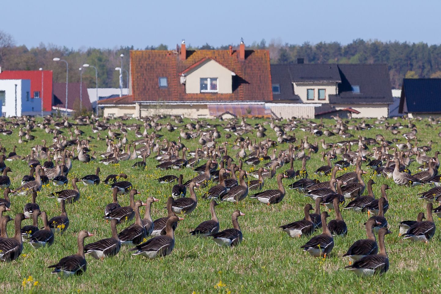 Kevadel rändavad haned ja lagled Euroopa keskosas asuvatest talvituspaikadest läbi Eesti oma pesitsuskohtadesse Siberi tundraaladele.