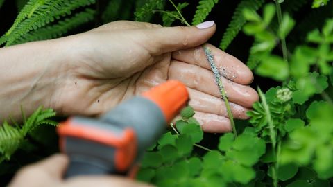 Levinud ravimtaimest saab teha abimehe lehetäide vastu
