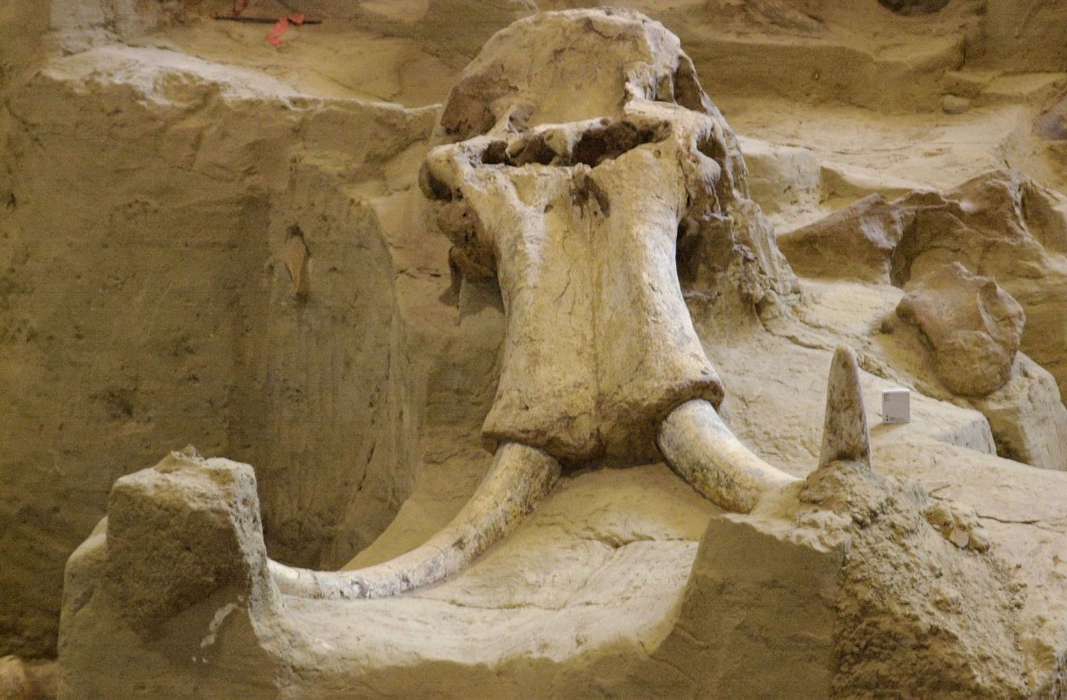 Mammutifossiil, mis leiti Lõuna-Dakotast Hot Springsist. Pilt on illustreeriv