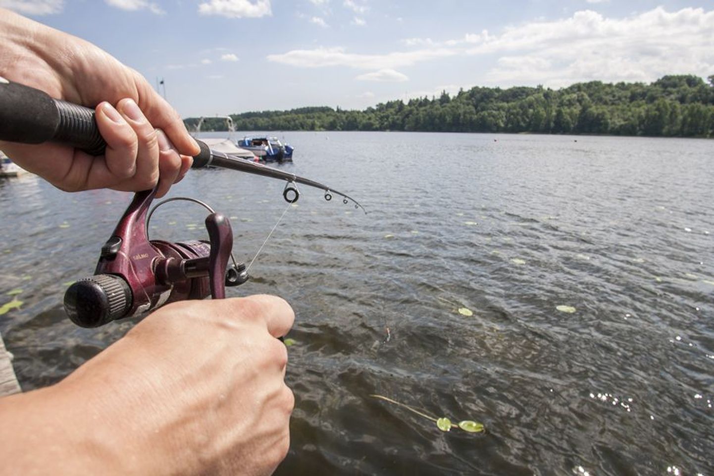Viljandi järves on liikvel ohtralt suuri kalu, kelle kättesaamine on iga harrastuspüüdja unistus. Samas möönavad kalamehed, et veekogu on kapriisne ning edu saadab neid, kel on rohkem kogemusi.