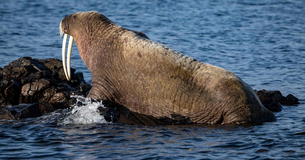 The whale and walrus lost in the Baltic Sea face a sad end - Vimarsana News