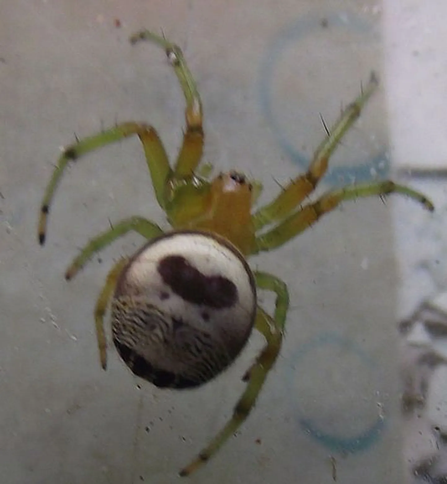 Araneus mitificus
