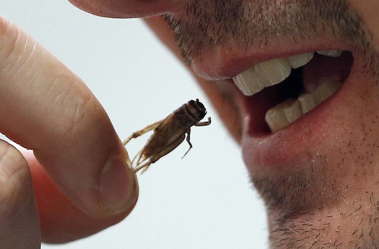 Putukate söömine päästab maailma.