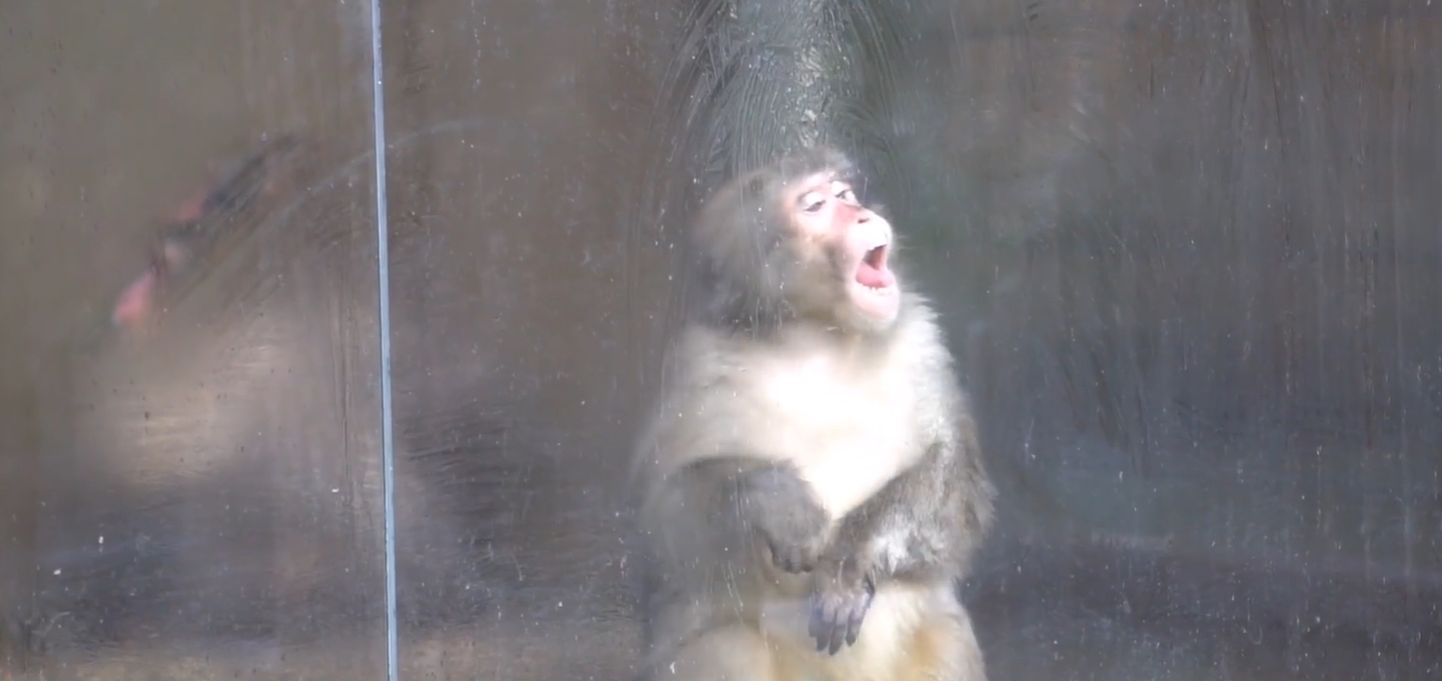 Jaapani makaak vaateklaasi puhastamas