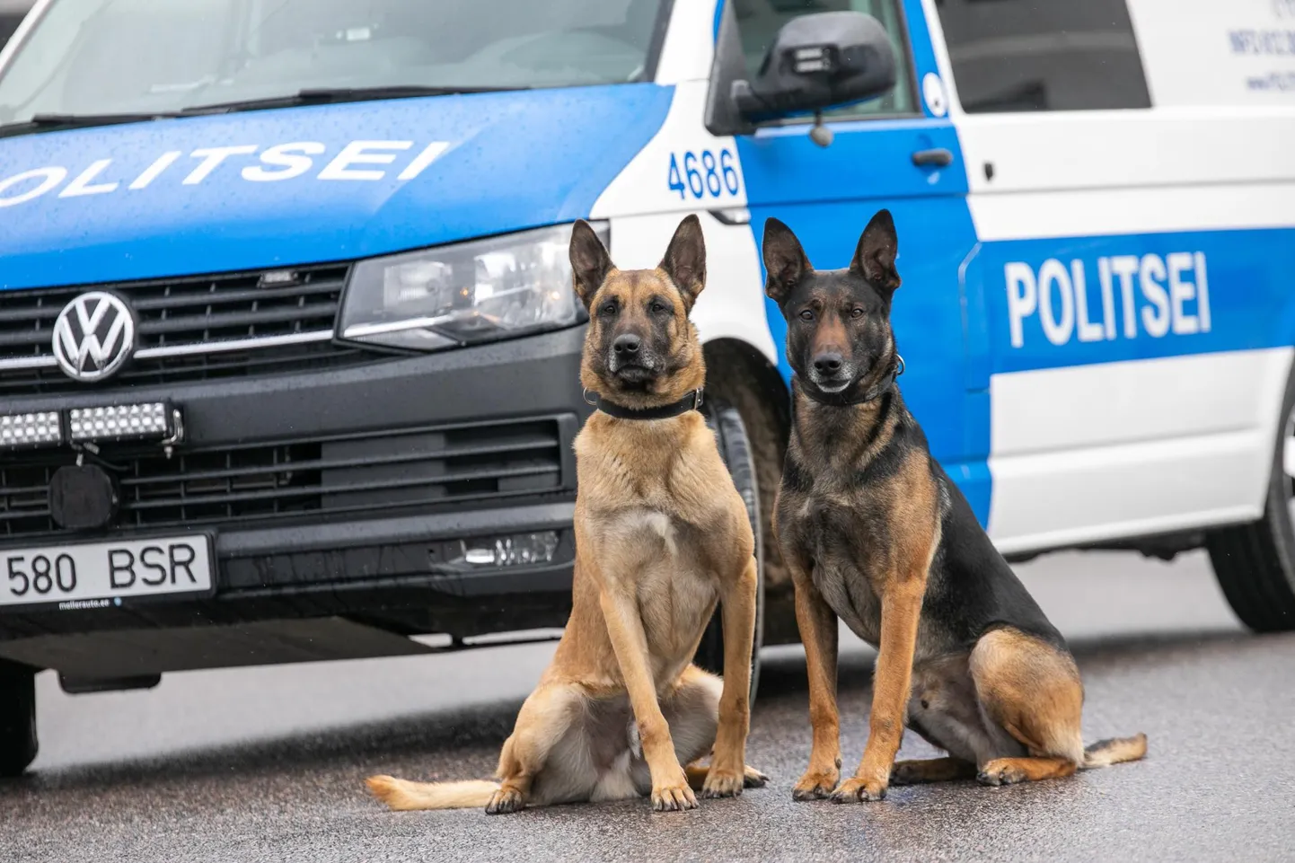 Ida prefektuuri politseikoerad noor Mauser ja vanglaametist saabunud Tiissel (paremal).