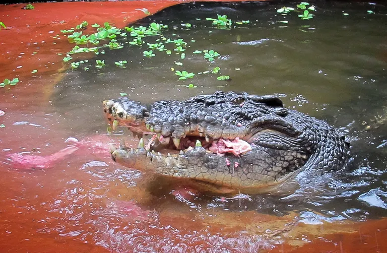 Harikrokodill (Crocodylus porosus)