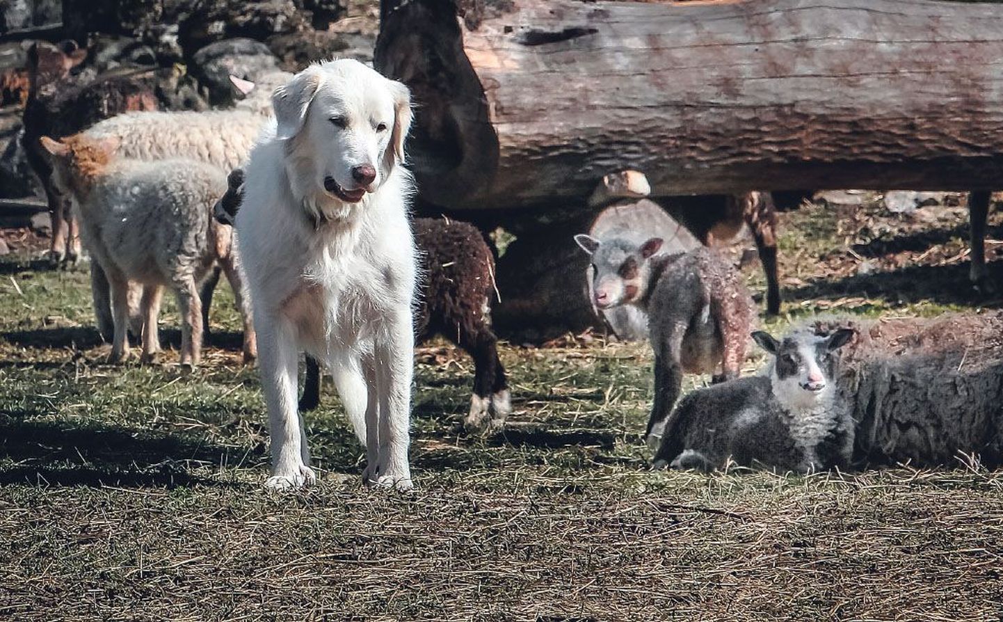 Karjavalvekoer Tinna kõnnib rahulikult lammaste hulgas, kuid kui võõras inimene või loom peaks karjale lähenema, seisab koer kartmatult sissetungija ja loomade vahele.