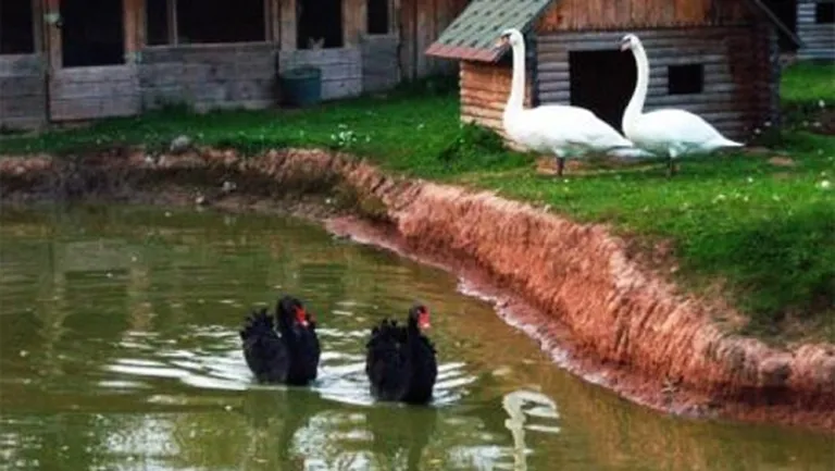 Raksta foto