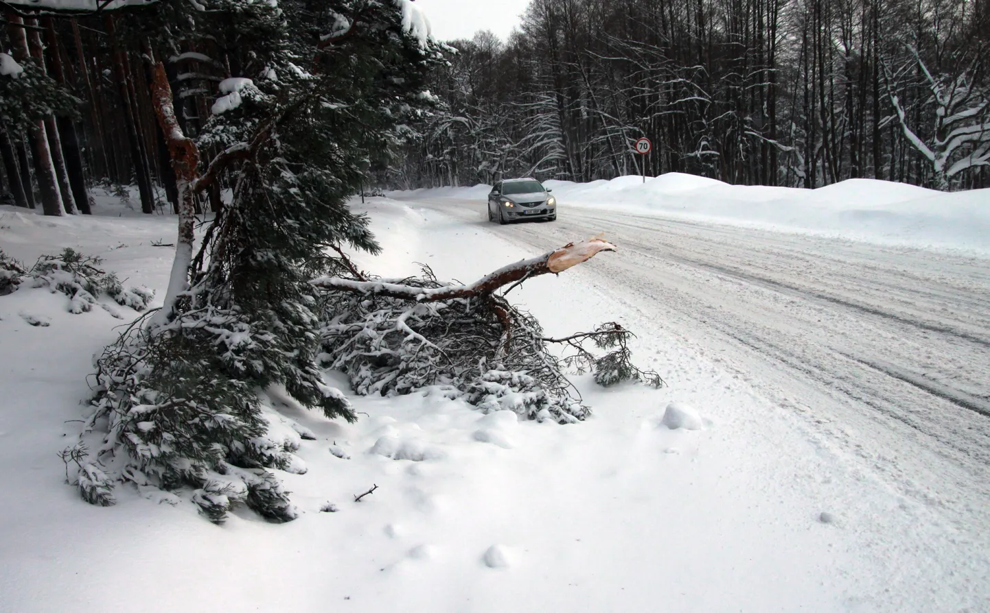 Lume raskuse all murduvad oksad sõiduteel