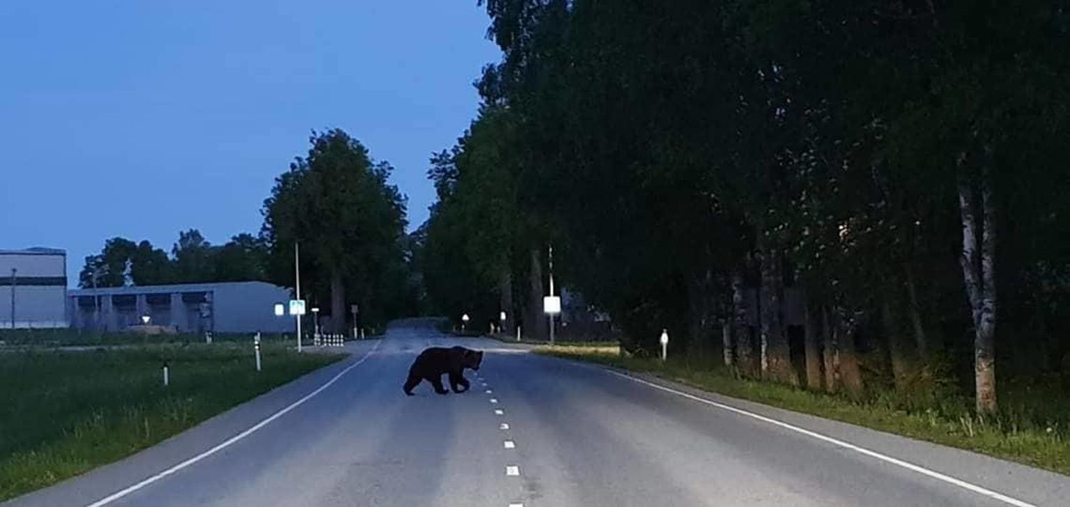 Eile õhtul jalutas Tapal üle tee karu.