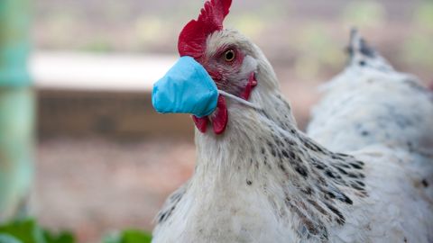 Эксперты бьют тревогу ⟩ Птичий грипп в Европе может перекинуться на людей