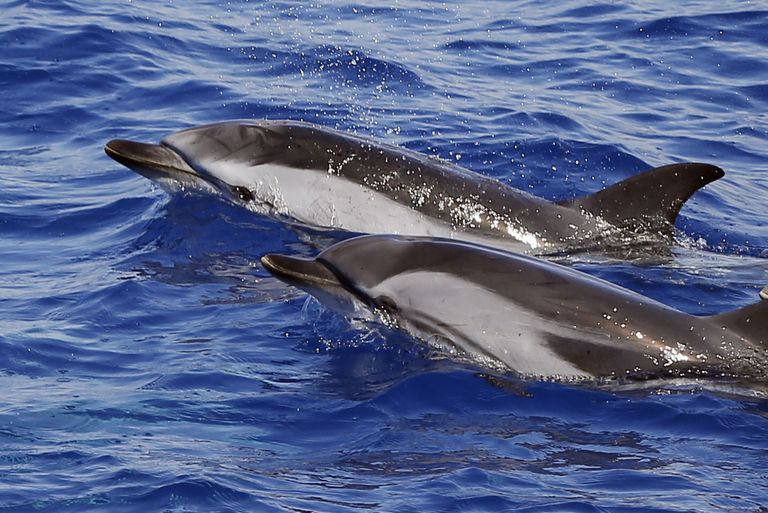 Vahemere delfiinid