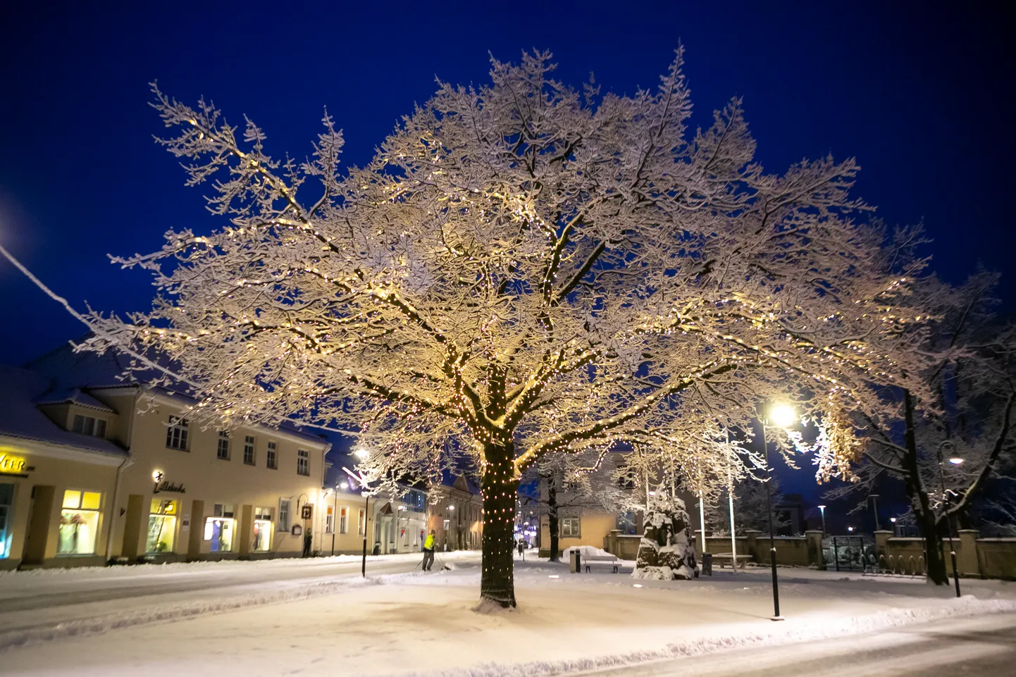 Kuressaare kesklinna tammepuu