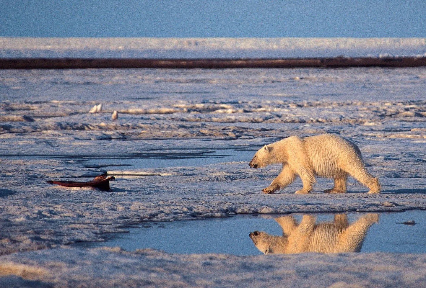 Jääkaru
