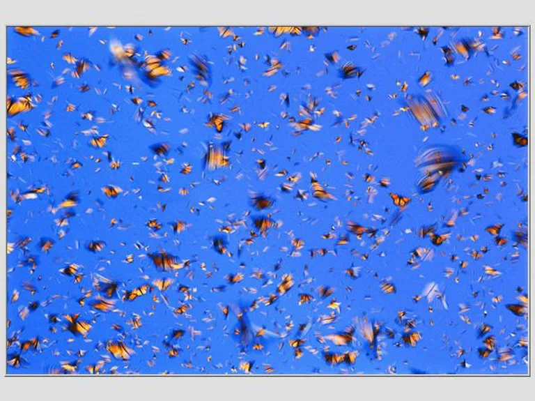 MANDATORY BYLINE: FRANS LANTING / NATIONAL GEOGRAPHIC CREATIVE / CATERS NEWS (PICTURED: MONARCH BUTTERFLIES IN FLIGHT, MICHOACAN , MEXICO) A selection of National Geographic images are being auctioned by Christies to celebrate National Geogrphics 125th anniversary. National Geographic are set to auction famous prints through auction house Christies. The online only event runs from July 19 through to July 29 and will see 125 stunning new prints of the classic works auctioned to celebrate 125 years of the magazine. The images are set to fetch from 00-1,200 and part of the proceeds from the sales will go towards the preservation of the original works of art. NOT FOR SALE / USE IN USA Современное искусство. Фото иллюстративное.