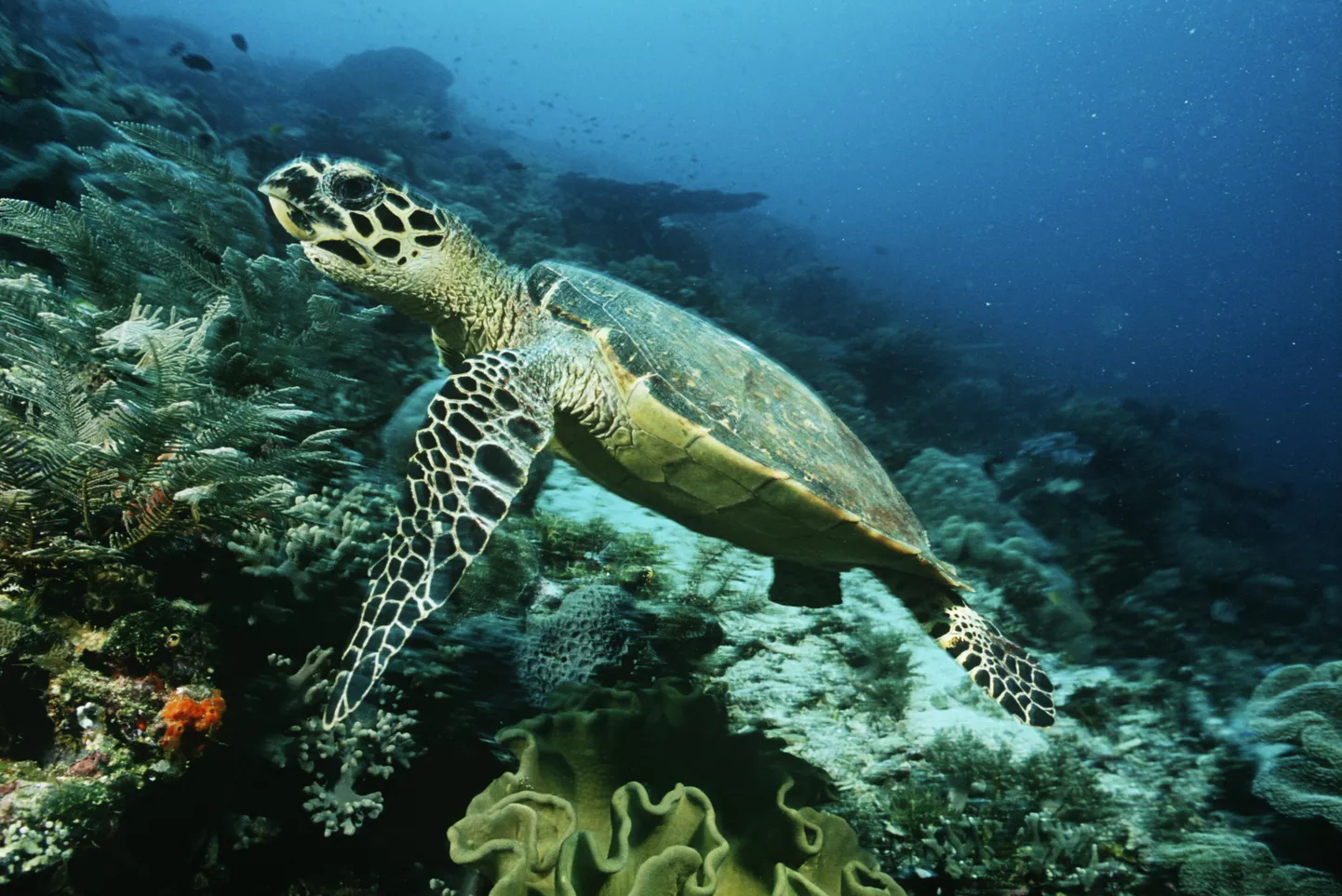 Та самая черепаха - Еretmochelys imbricata.
