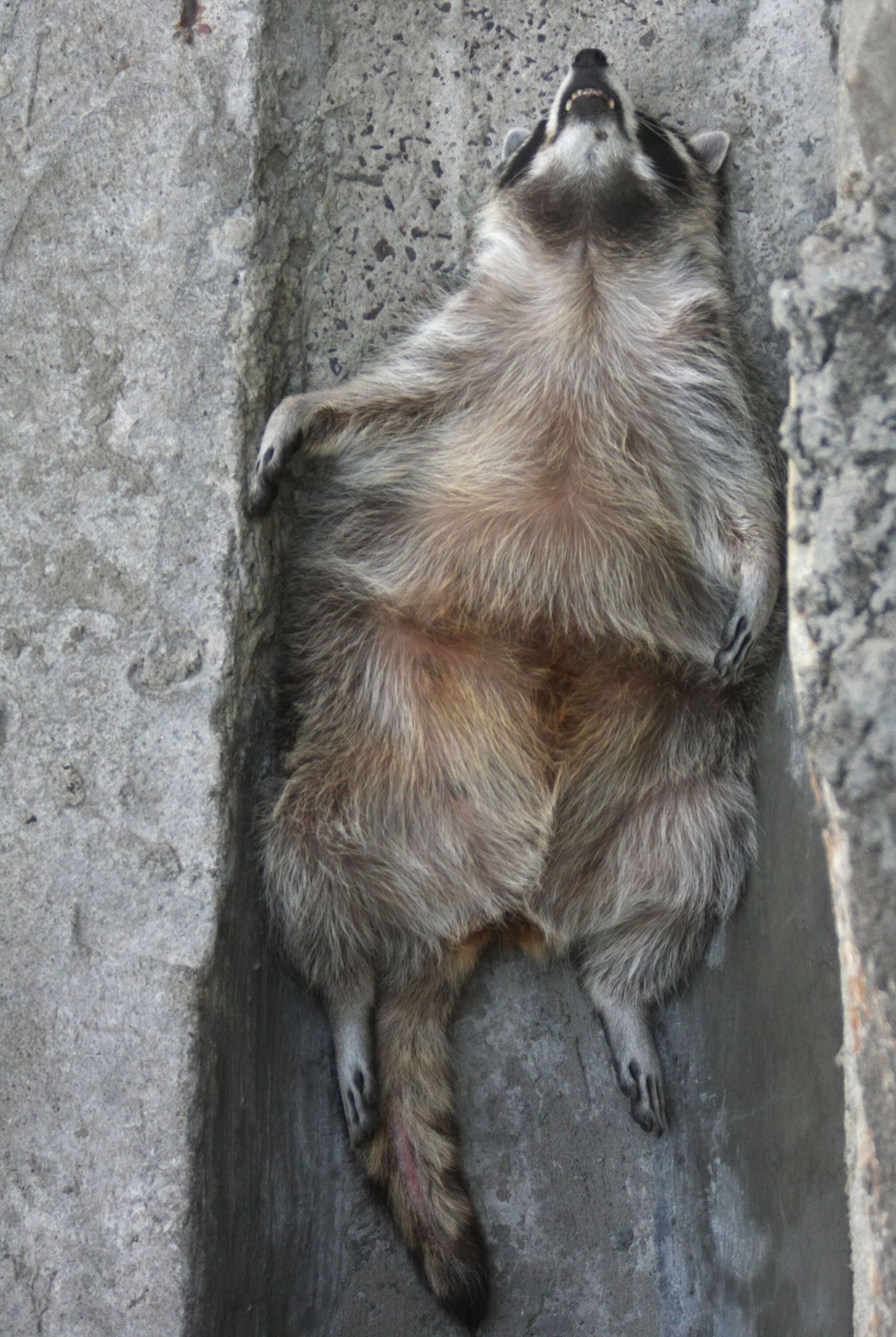 Обитатели московского зоопарка страдают от жары.
